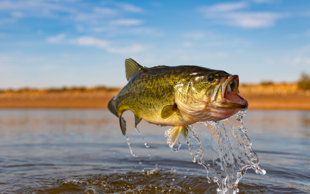 Creating a Trophy Largemouth Bass Fishery in an 800 Acre Community Pond