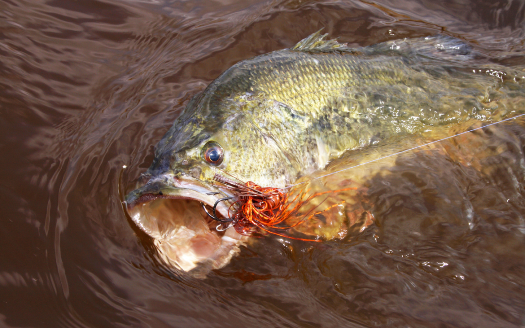 Improving an Overcrowded Largemouth Bass Population Through Surveys, Removal, and Increasing Prey Species