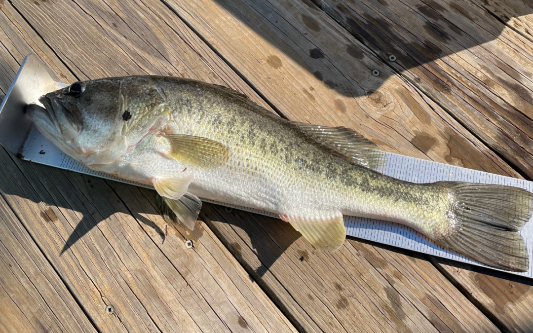 Dealing with Largemouth Bass Overpopulation in a 25 Acre Farm Pond