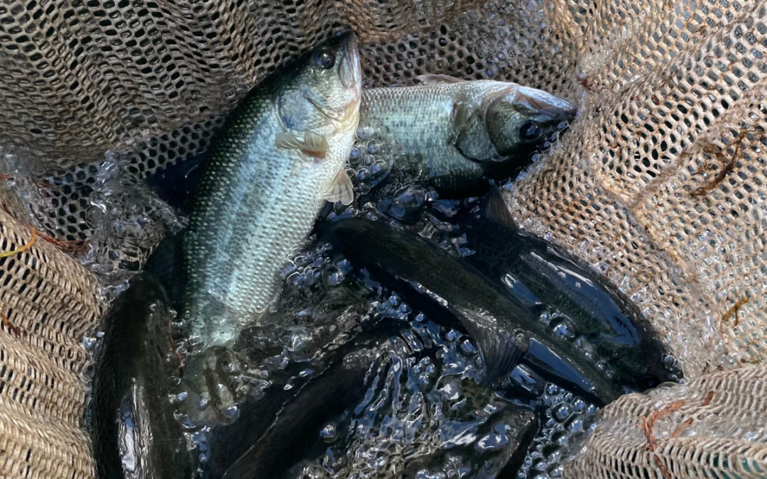 Stocking Hybrid Bass — The Importance of Stocking Larger, Reproductively-Mature Fish