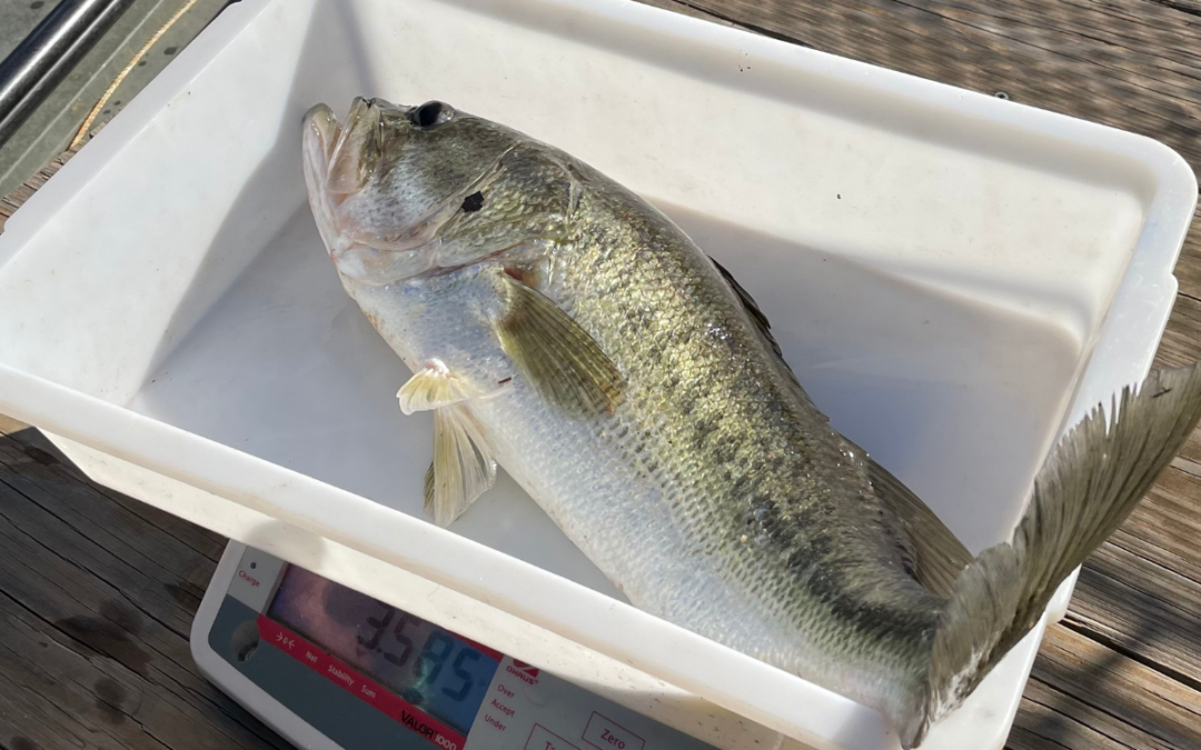 Catch and Release Strategies for Managing and Maintaining a Healthy Largemouth Bass Population