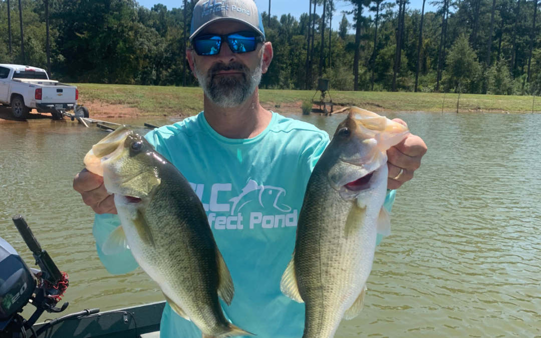 Can a Pond Have Too Many Big Bass?