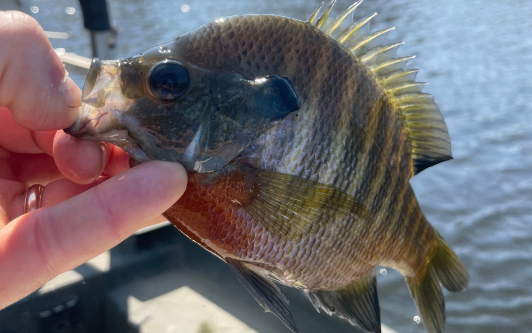 Why Are Bluegill the Preferred Sunfish in a Bass Pond?