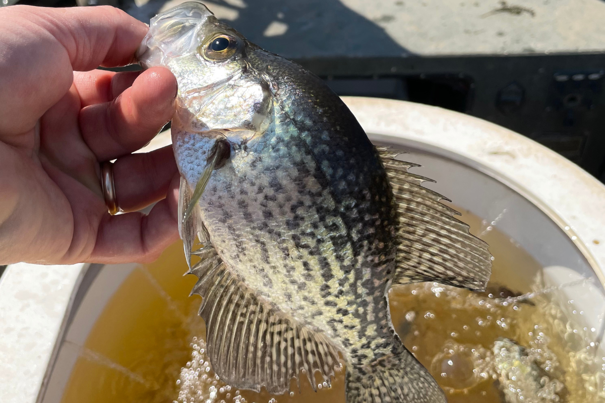 Black Crappie in Livewell
