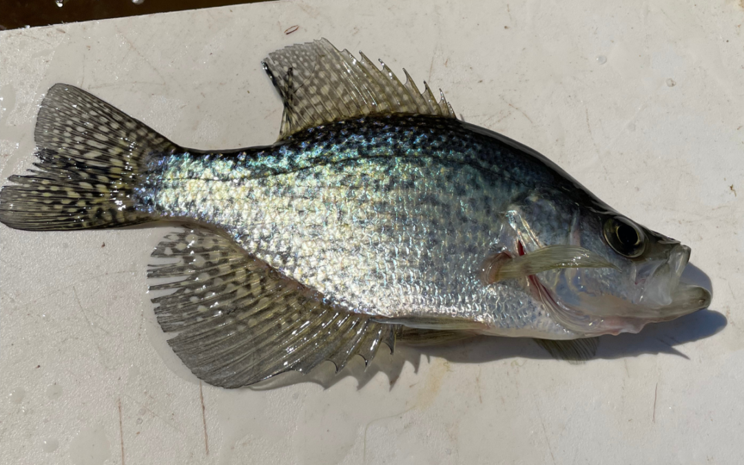 The Effects of Black Crappie on Bass Populations