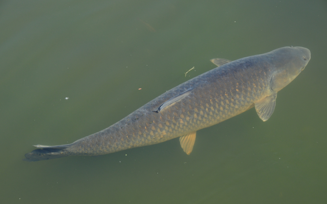 Using Triploid Grass Carp for Pond Weed Management